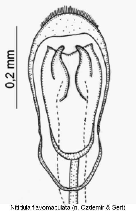 nitidula_flavomaculata1.gif