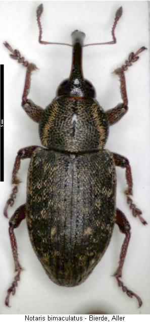 notaris_bimaculatus_hab.jpg