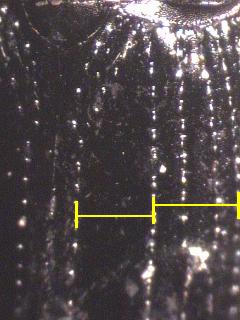 notiophilus_aquaticus_fld.jpg