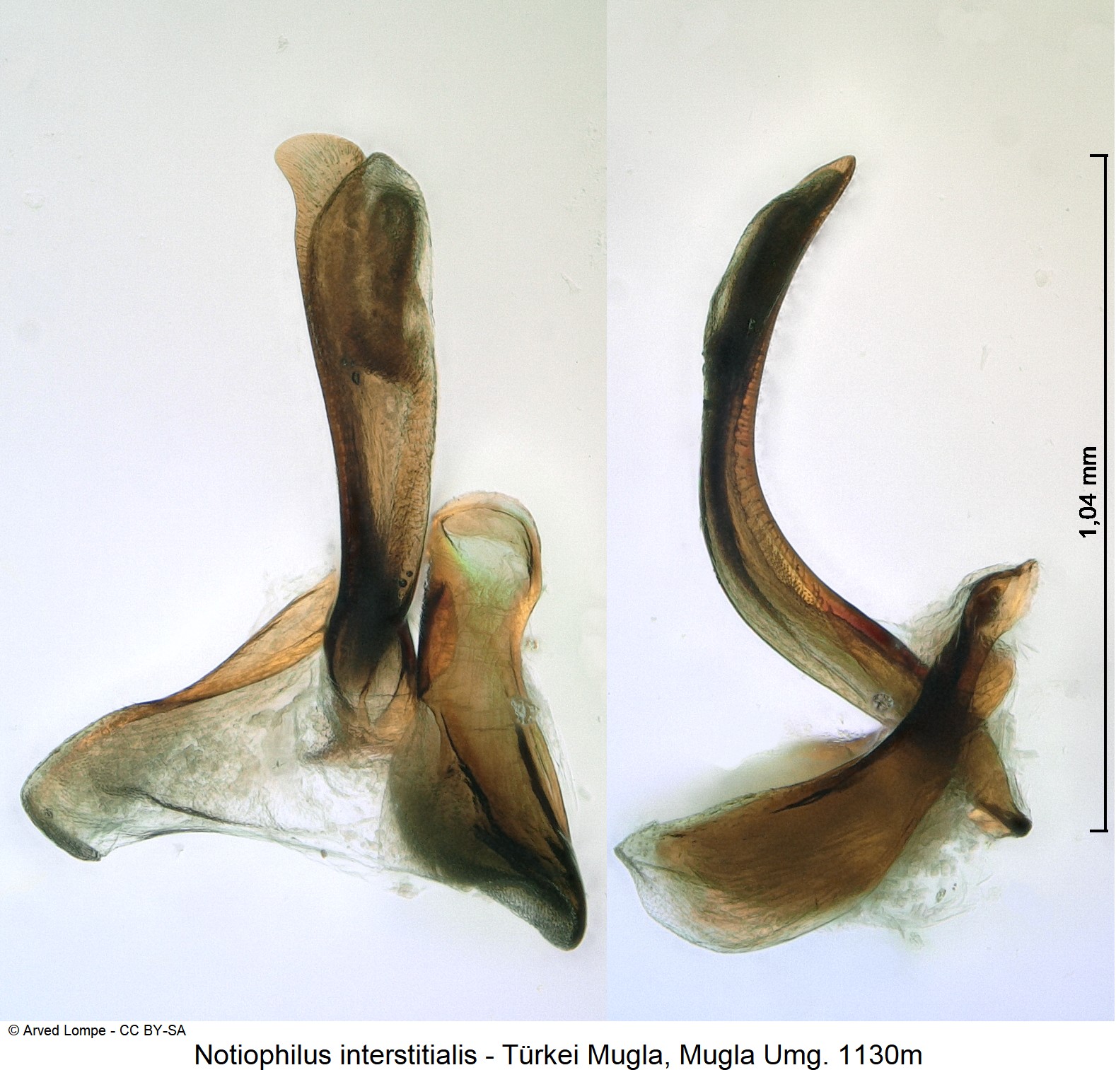 notiophilus_interstitialis_ck20778.jpg