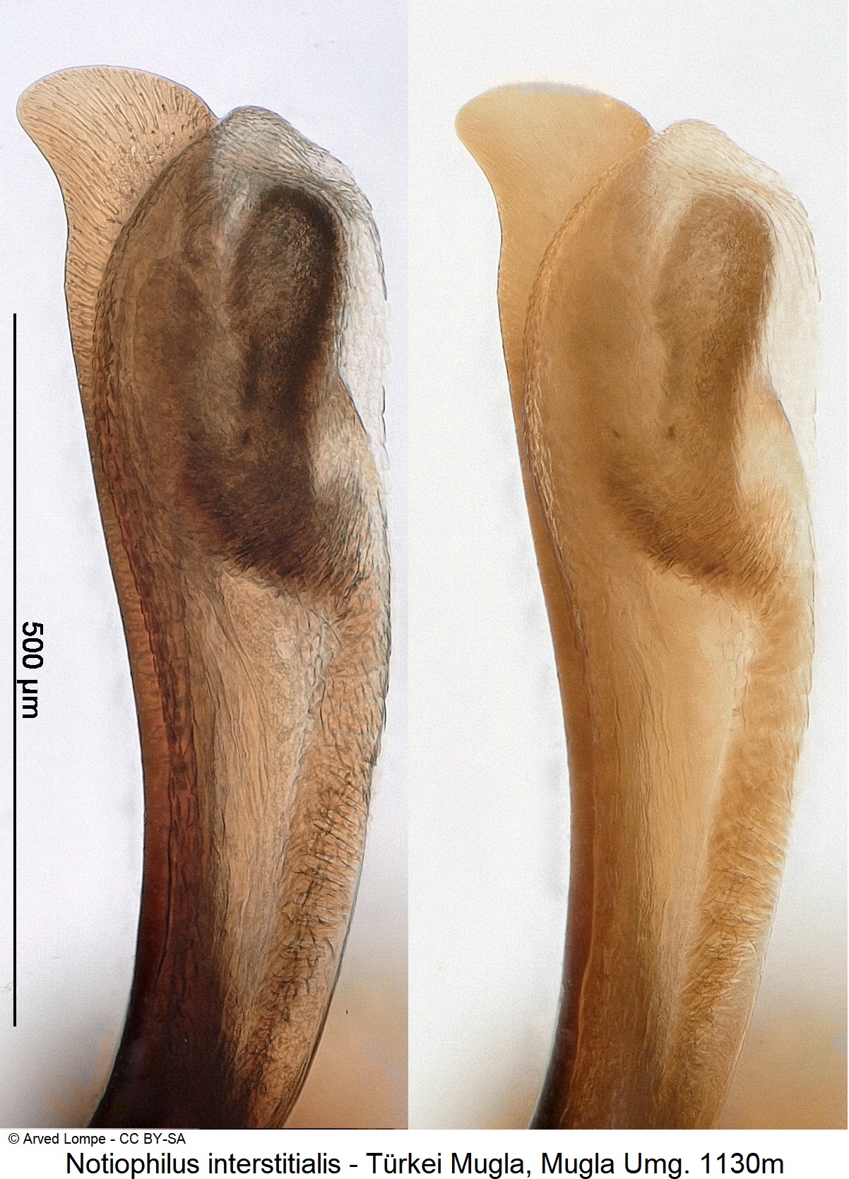 notiophilus_interstitialis_ck20778_pen.jpg