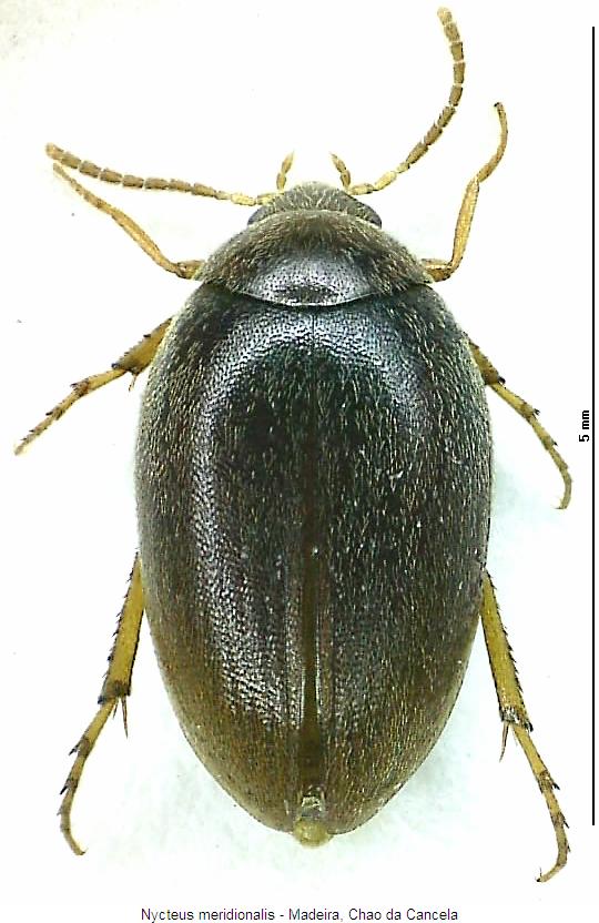 nycteus_meridionalis_hab.jpg