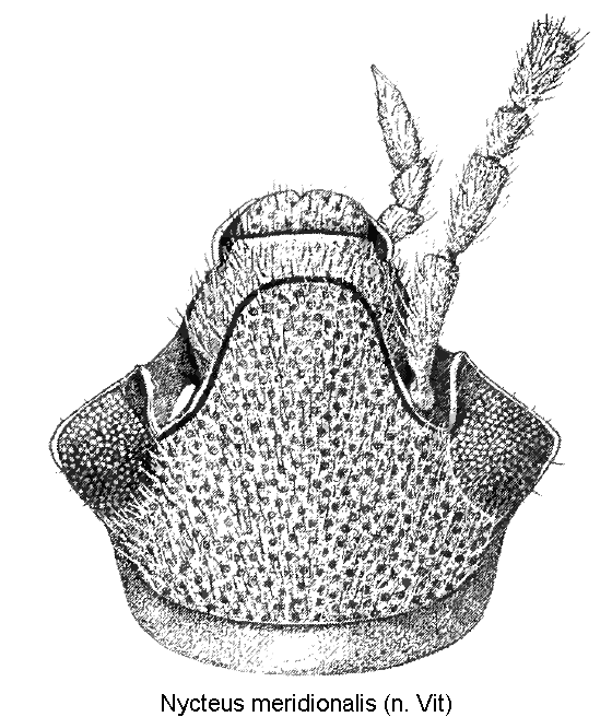 nycteus_meridionalis_k.gif