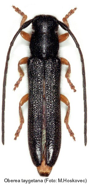 oberea_taygetana.jpg