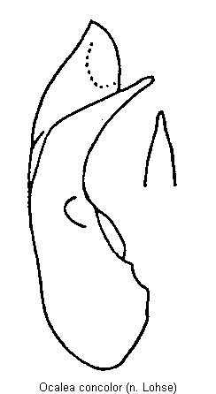 ocalea_concolor.gif