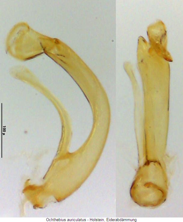 ochthebius_auriculatus.jpg
