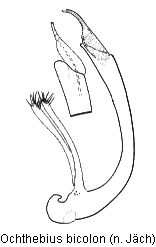 ochthebius_bicolon.gif