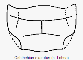 ochthebius_exaratus_hsch.gif