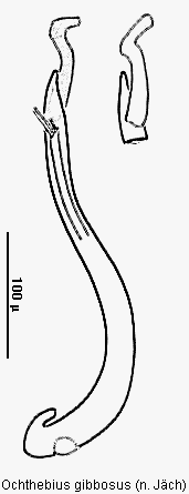 ochthebius_gibbosus.gif