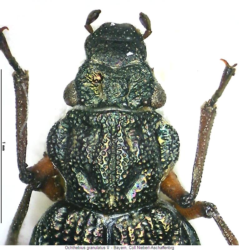 ochthebius_granulatus_w_vk.jpg