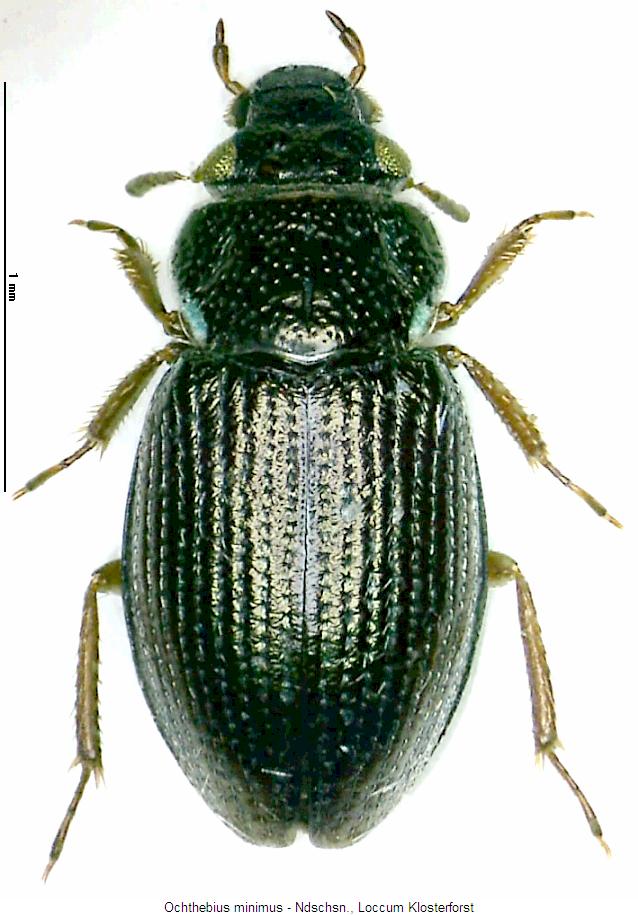 ochthebius_minimus_hab.jpg