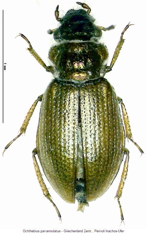 ochthebius_parvannulatus_hab.jpg