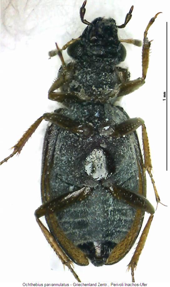 ochthebius_parvannulatus_us.jpg