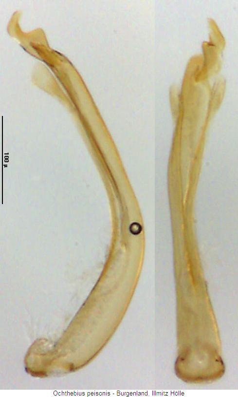 ochthebius_peisonis.jpg