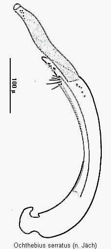 ochthebius_serratus.gif