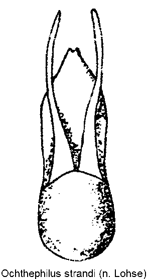 ochthephilus_strandi.gif