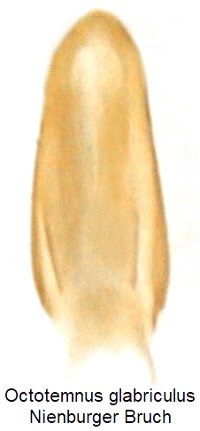 octotemnus_glabriculus.jpg