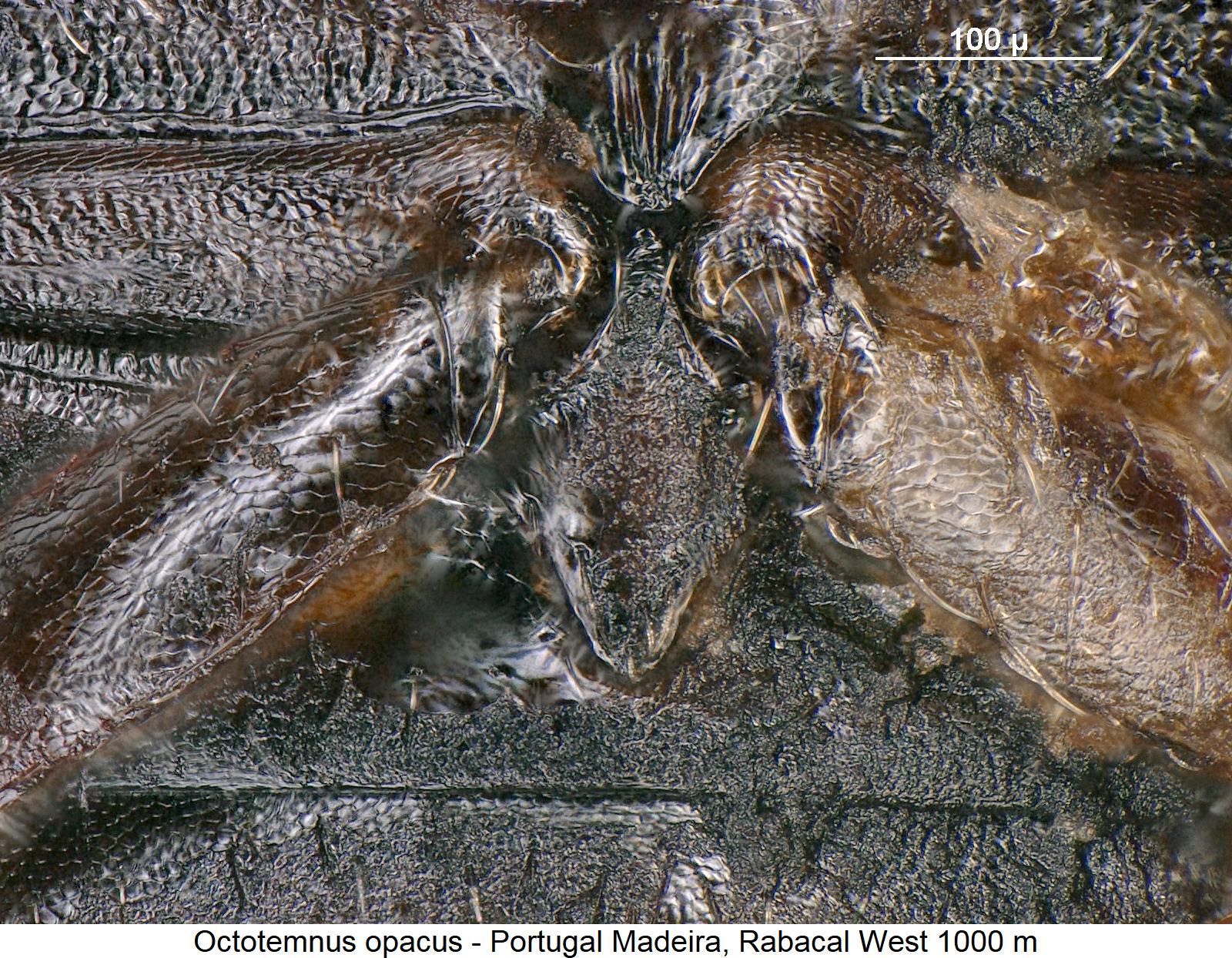 octotemnus_opacus_hbr.jpg