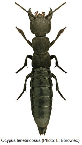 ocypus_tenebricosus_hab.jpg