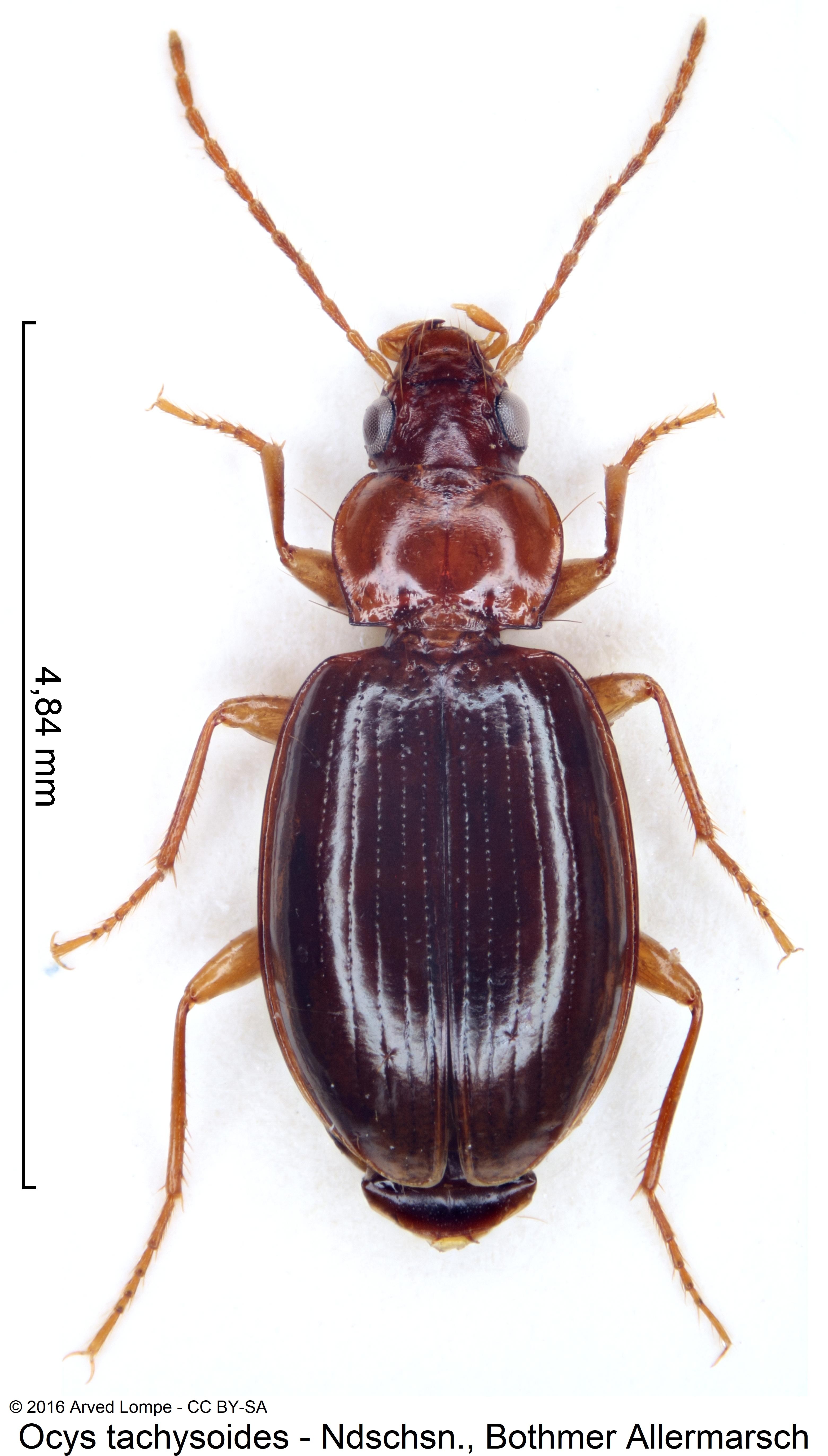 ocys_tachysoides_hab.jpg