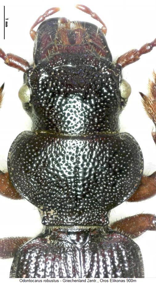 odontocarus_robustus_vk.jpg