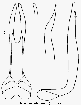 oedemera_artvinensis.gif