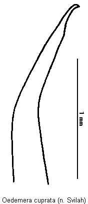 oedemera_cuprata.gif