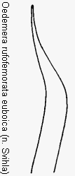 oedemera_euboica.gif