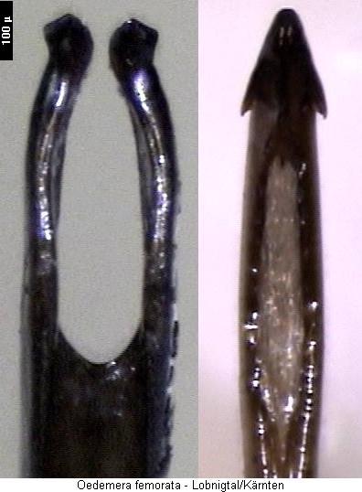 oedemera_femorata.jpg