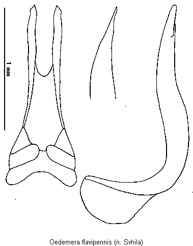 oedemera_flavipennis.gif