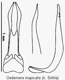 oedemera_inapicalis.gif
