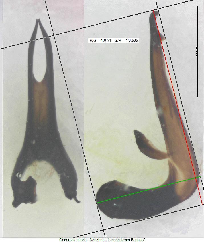 oedemera_lurida_messbild.jpg