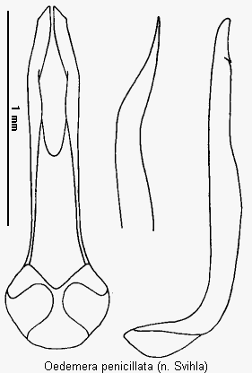 oedemera_penicillata.gif
