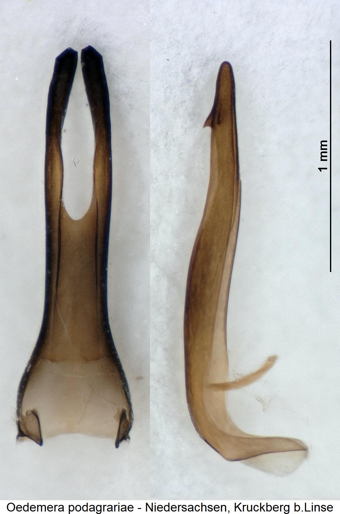 oedemera_podagrariae.jpg