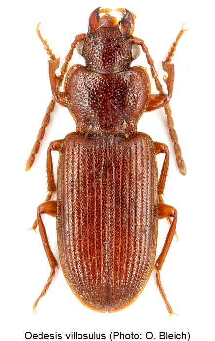 oedesis_villosulus_hab.jpg