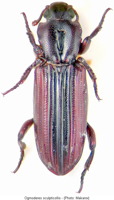 ogmoderes_sculpticollis_hab.jpg