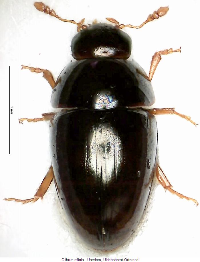 olibrus_affinis_hab.jpg