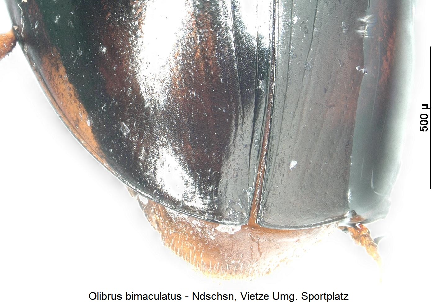 olibrus_bimaculatus_dec.jpg
