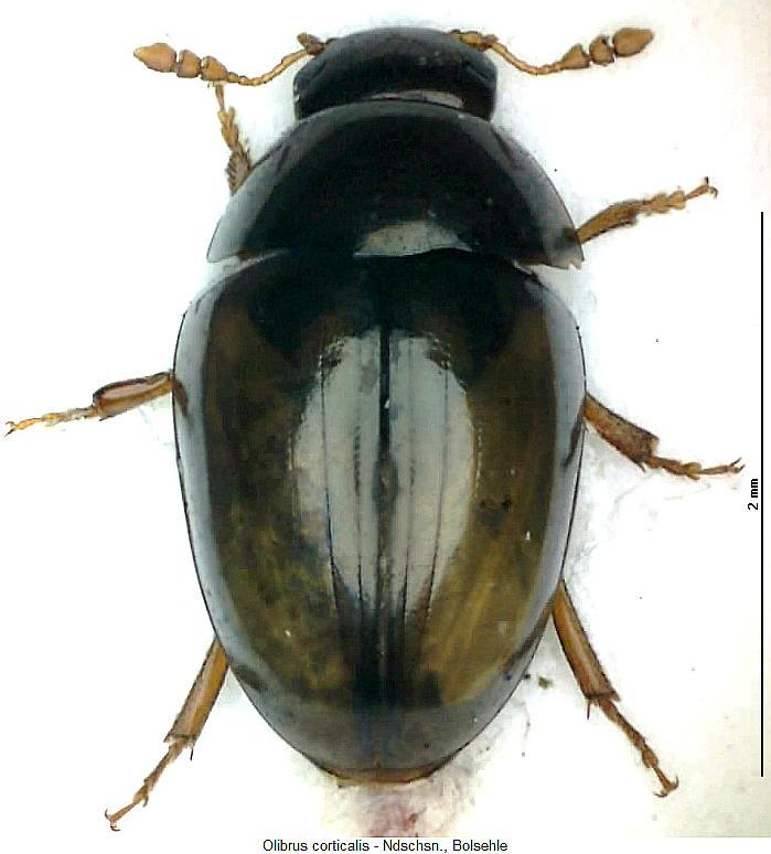 olibrus_corticalis_hab.jpg