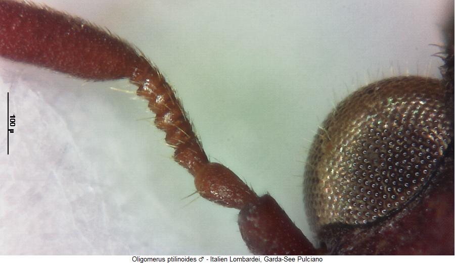 oligomerus_ptilinoides_k.jpg