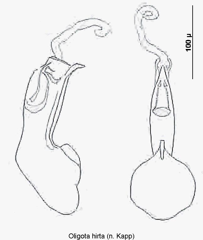 oligota_hirta.gif