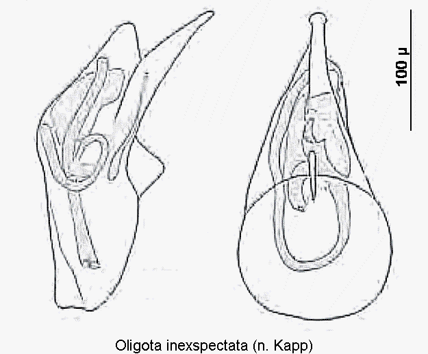 oligota_inexspectata1.gif