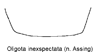 oligota_inexspectata_sternit.gif