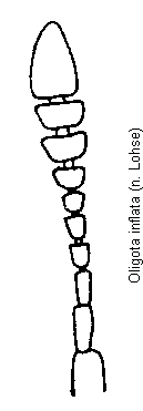 oligota_inflata_f.gif