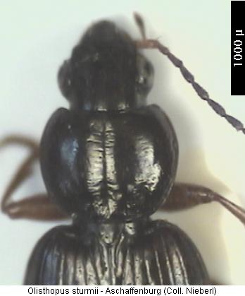 olisthopus_sturmii_vk.jpg
