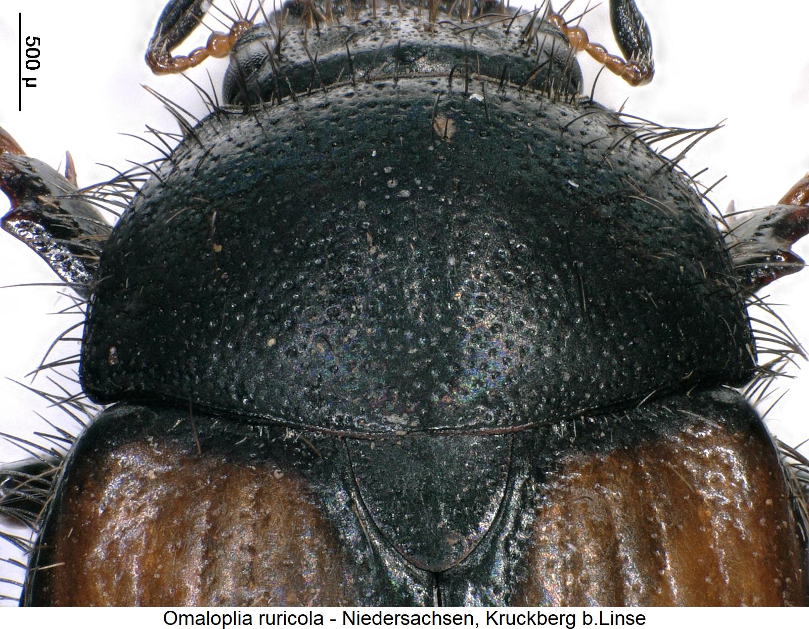 omaloplia_ruricola_hsch.jpg