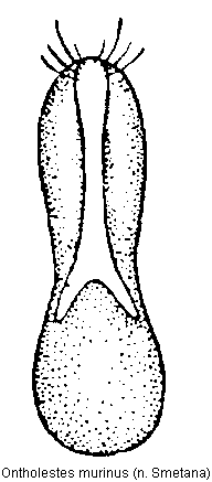 ontholestes_murinus.gif