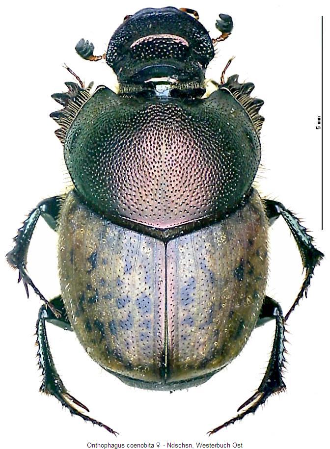 onthophagus_coenobita_hab.jpg