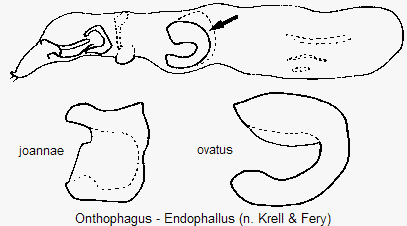 onthophagus_endophallus.gif