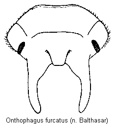 onthophagus_furcatus_k.gif